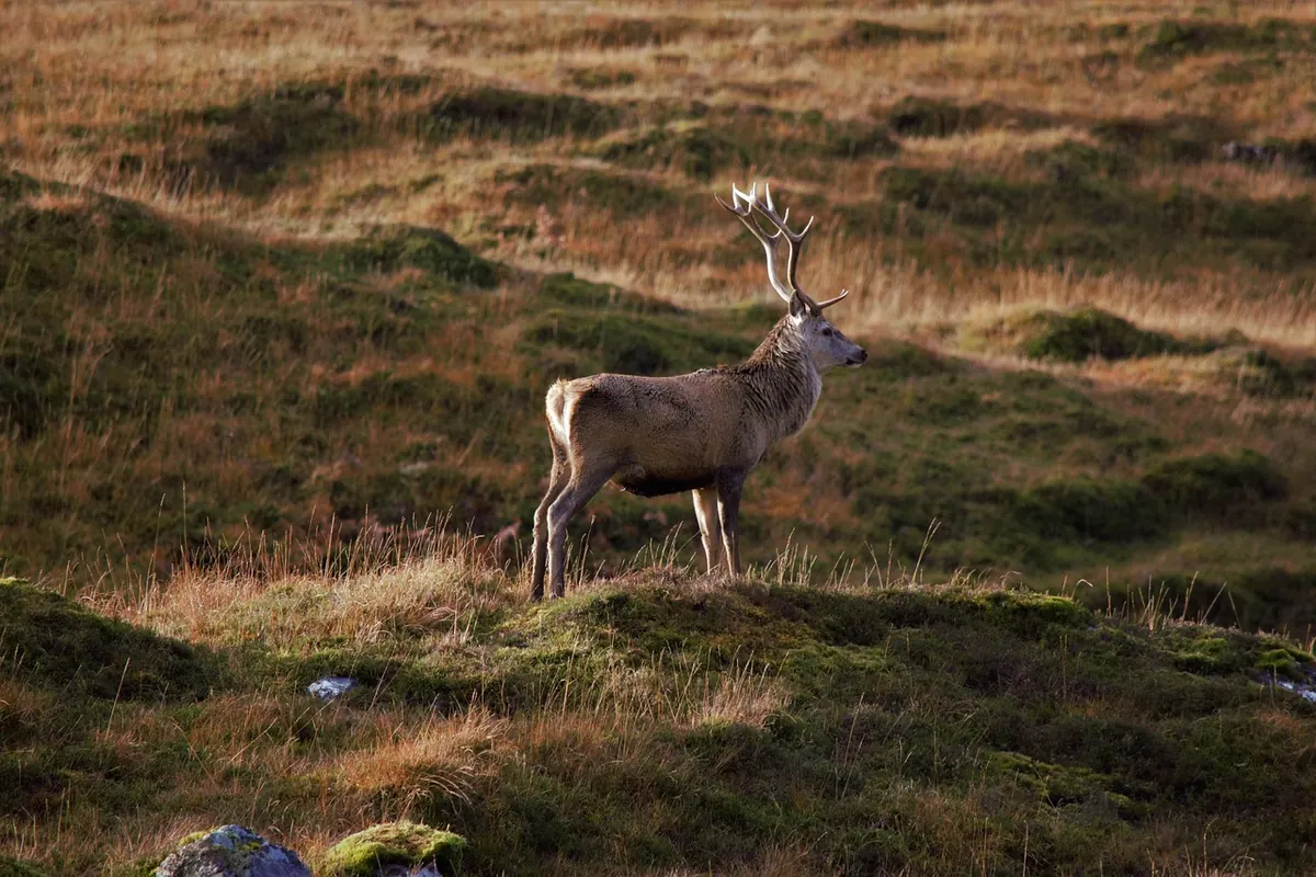 The Red Deer Rut: When and Where to Watch It in the UK